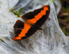 Catonephele nyctimus