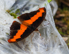 Catonephele nyctimus