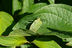 Chlorochroa