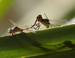 Austrogomphus mjobergi
