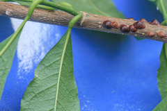 Parthenolecanium corni