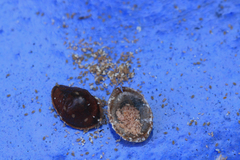 Parthenolecanium corni