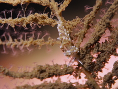 Rubramoena rubescens