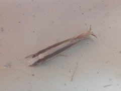 Erechthias stilbella