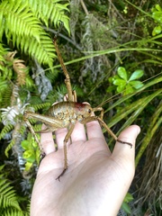 Deinacrida heteracantha