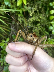 Deinacrida heteracantha