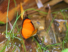 Tegosa pastazena