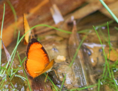 Tegosa pastazena