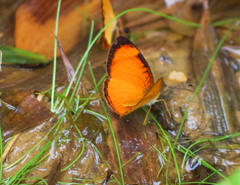 Tegosa pastazena