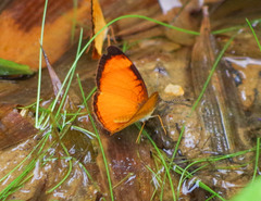 Tegosa pastazena
