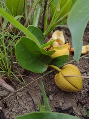 Annona warmingiana