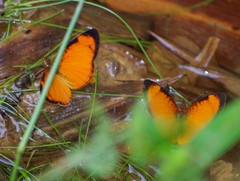 Tegosa pastazena