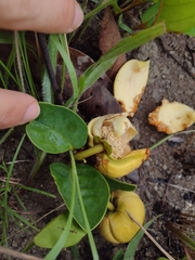 Annona warmingiana