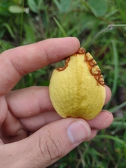 Annona warmingiana