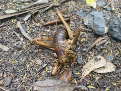 Deinacrida heteracantha