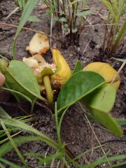 Annona warmingiana