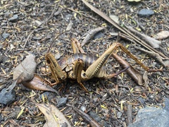 Deinacrida heteracantha