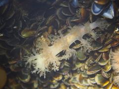 Dendronotus