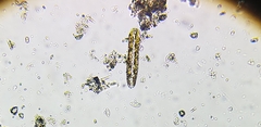 Surirella librile