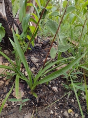 Cyrtopodium brunneum