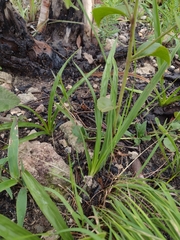 Cyrtopodium brunneum