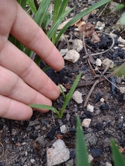 Cyrtopodium brunneum