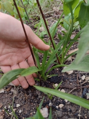 Cyrtopodium brunneum