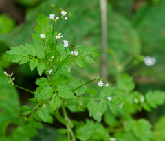 Valeriana chaerophylloides
