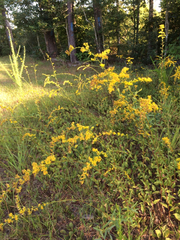 Solidago petiolaris
