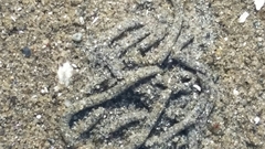 Abarenicola pacifica