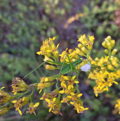 Solidago petiolaris