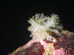 Dendronotus