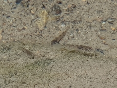 Gobiomorphus mataraerore