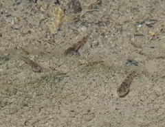 Gobiomorphus mataraerore