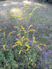 Solidago petiolaris