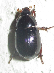 Hybosoridae