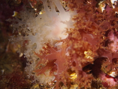 Dendronotus