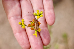Crossidius testaceus