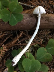 Lepiota sequoiarum