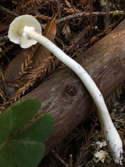 Lepiota sequoiarum