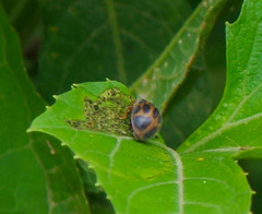 Epilachna paenulata