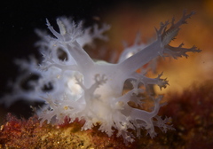 Dendronotus