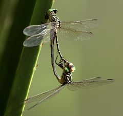 Austrogomphus mjobergi