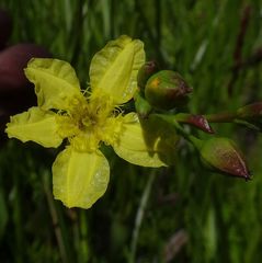 Liparophyllum exaltatum