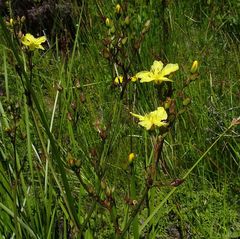 Liparophyllum exaltatum