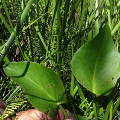 Liparophyllum exaltatum