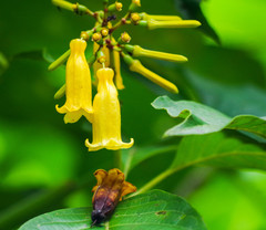 Hamelia macrantha