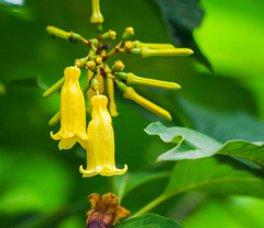 Hamelia macrantha