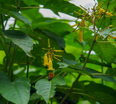 Hamelia macrantha