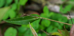 Pleurothallis dibolia